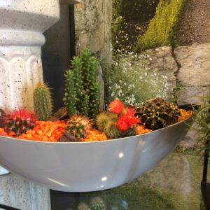 jardin de cactus gris
