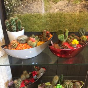 jardin de cactus 38 €